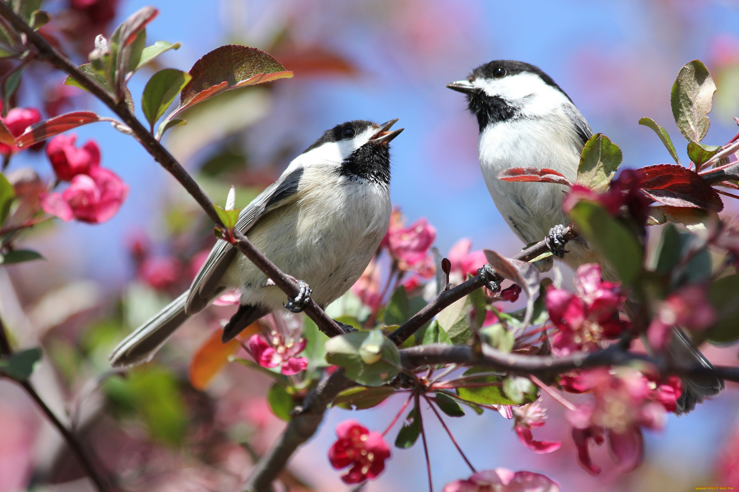 Весеннее пение синицы. Весенние птички. Птицы весной. Природа птицы.